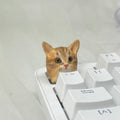 Artisan keycaps for cats and dogs, you can send us a picture of your pet and we customize the keycaps exclusively for you belonging to him, which can be used as a gift.